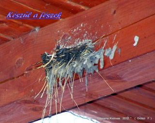 lovastabor_2012_honlap-020.jpg