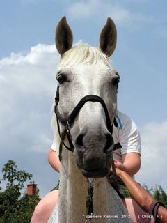 lovastabor_2012_honlap-067.jpg