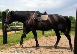 lovastabor_2012_honlap-069.jpg