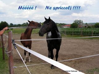 lovastabor_2012_honlap-070.jpg