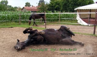 lovastabor_2012_honlap-071.jpg