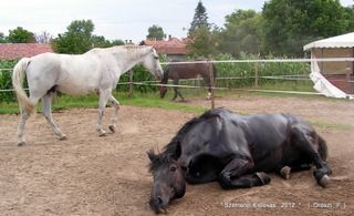 lovastabor_2012_honlap-072.jpg