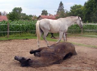 lovastabor_2012_honlap-073.jpg
