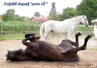 lovastabor_2012_honlap-074.jpg