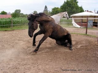 lovastabor_2012_honlap-075.jpg