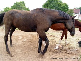 lovastabor_2012_honlap-076.jpg
