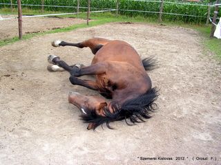 lovastabor_2012_honlap-077.jpg