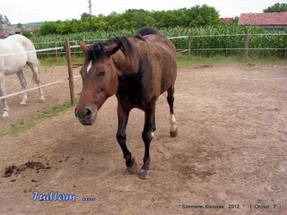 lovastabor_2012_honlap-079.jpg