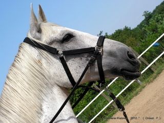 lovastabor_2012_honlap-087.jpg