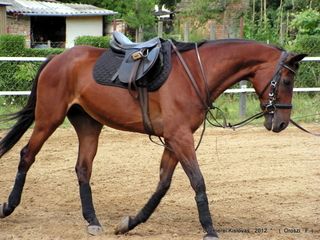 lovastabor_2012_honlap-126.jpg