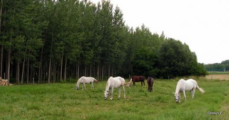 pict1074.jpg
