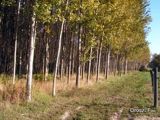 pict4951.jpg